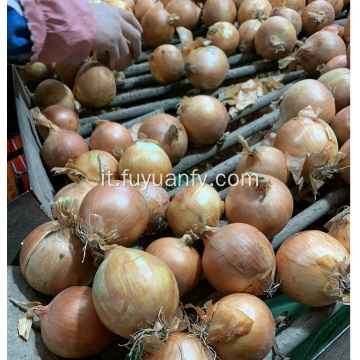 esportazione di cipolle fresche in Indonesia